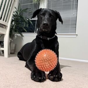 Meet your Posher, Jess